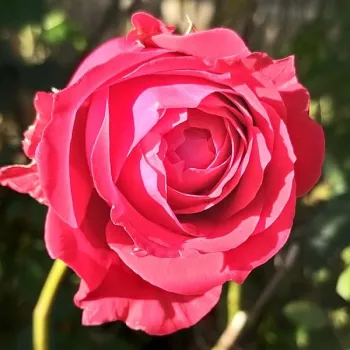 Rosa Lapnoem - rojo - rosales híbridos de té