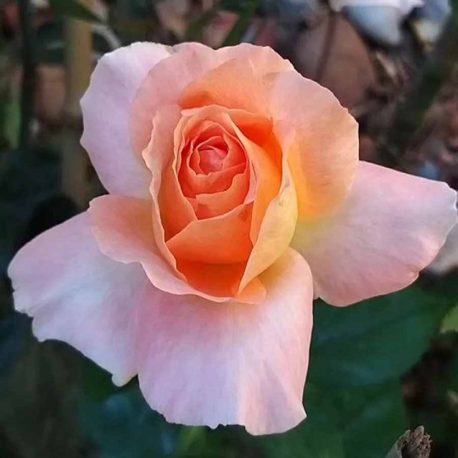 Diskreten vonj vrtnice - Roza - Reulife - vrtnice online