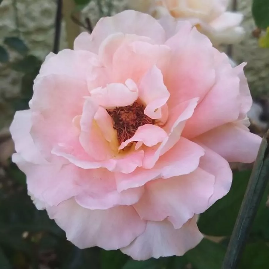 Hybrydowa róża herbaciana - Róża - Reulife - sadzonki róż sklep internetowy - online