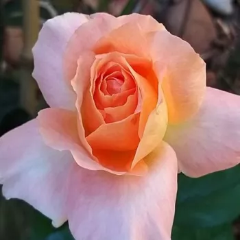 Rosa Reulife - ružičasta - hibridna čajevka