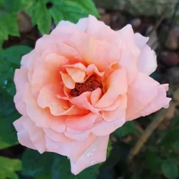 Világos rózsaszín - teahibrid rózsa - diszkrét illatú rózsa - ibolya aromájú
