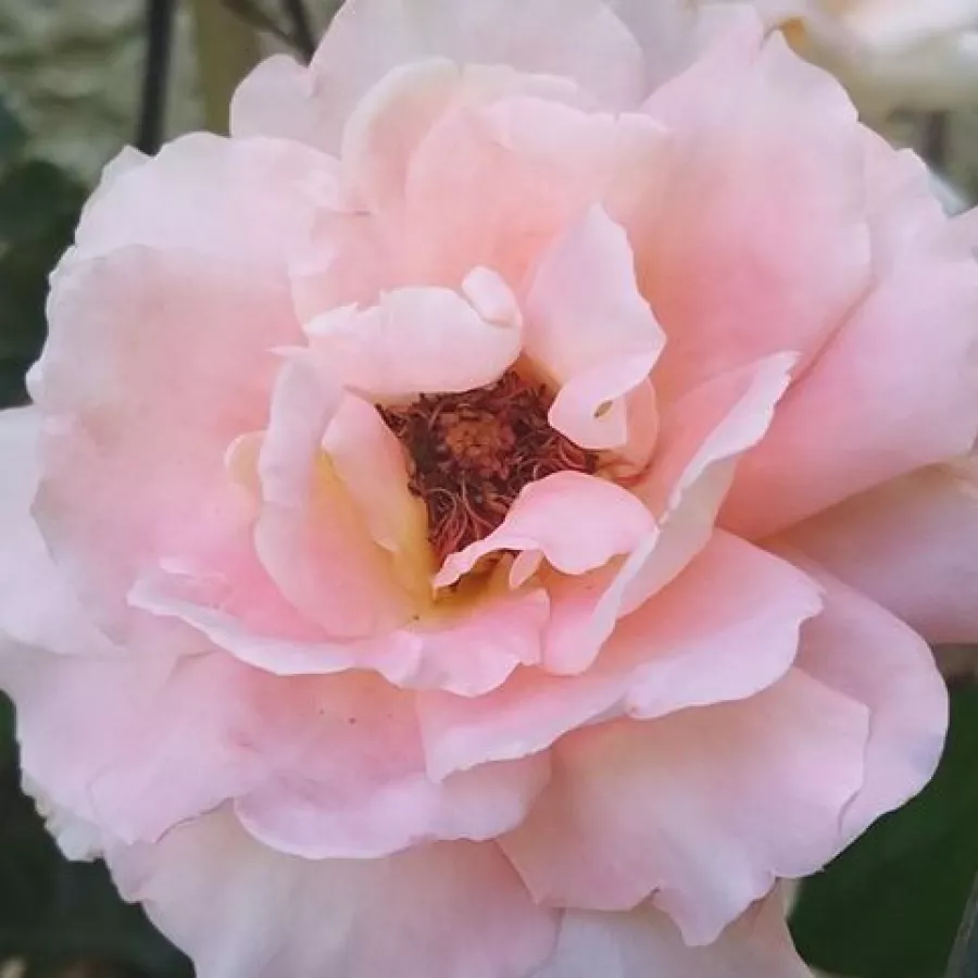 Csésze - Rózsa - Reulife - online rózsa vásárlás
