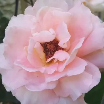 Rosenbestellung online - edelrosen - teehybriden - rose mit diskretem duft - violett-aroma - Reulife - rosa - (60-100 cm)