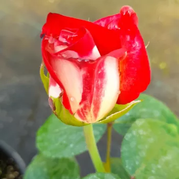 BAROLBCEL – vörös-sárga teahibrid rózsa - Barth