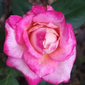 Bársonyos cseresznyepiros és lágy krémsárga kettős tónus. - teahibrid rózsa - enyhe, visszafogott illatú rózsa - finom, könnyed aromájú