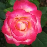 Hibridna čajevka - ruža diskretnog mirisa - aroma limuna - sadnice ruža - proizvodnja i prodaja sadnica - Rosa Barolbcel - jarko crveno - žuta