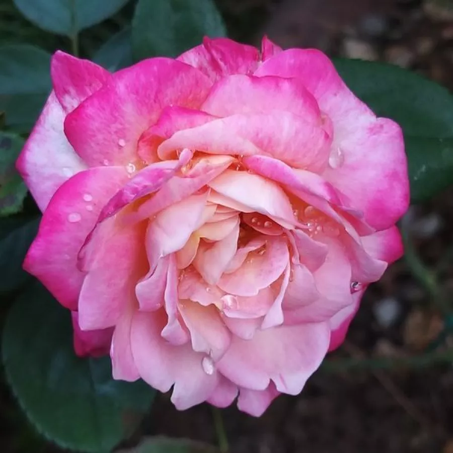 Hybrydowa róża herbaciana - Róża - Barolbcel - sadzonki róż sklep internetowy - online