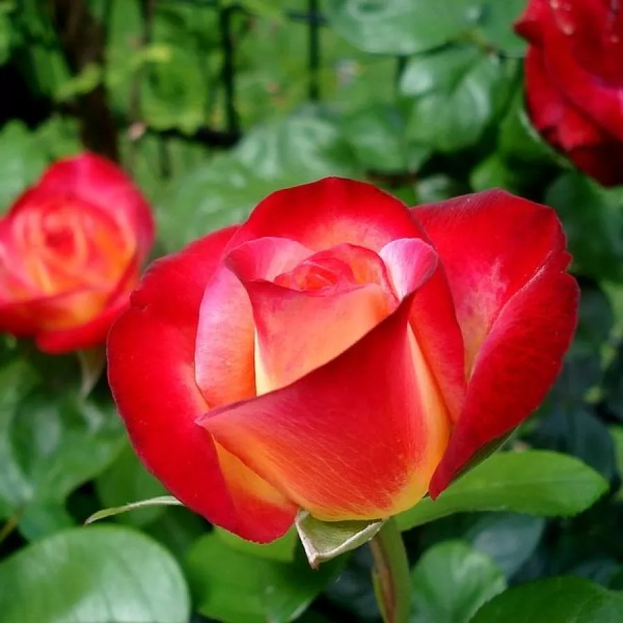 Vörös - sárga - Rózsa - Barolbcel - online rózsa vásárlás