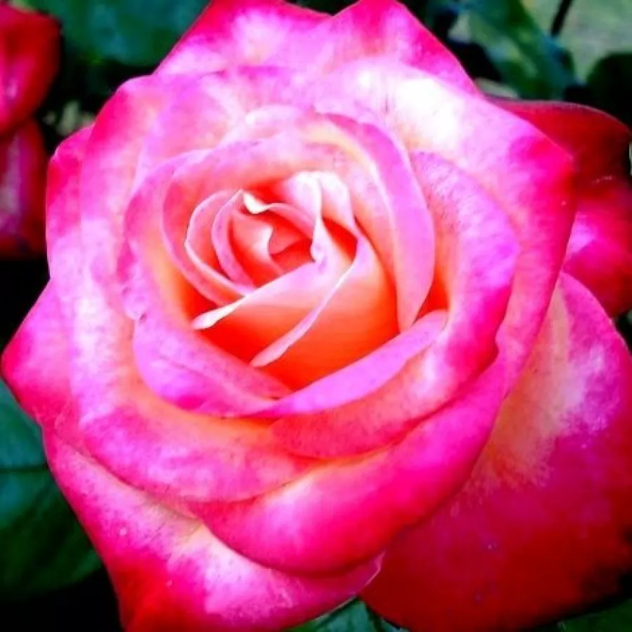 Csúcsos - Rózsa - Barolbcel - online rózsa vásárlás