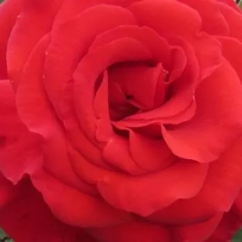 Online rózsa vásárlás - vörös - teahibrid rózsa - Best Dad™ - diszkrét illatú rózsa - kajszibarack aromájú - (90-120 cm)