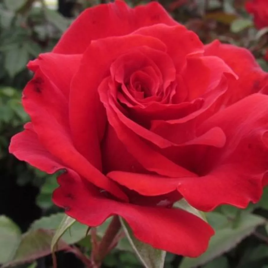 Róża wielkokwiatowa - Hybrid Tea - Róża - Best Dad™ - Szkółka Róż Rozaria