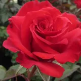 Vrtnica čajevka - rdeča - Diskreten vonj vrtnice - Rosa Best Dad™ - Na spletni nakup vrtnice
