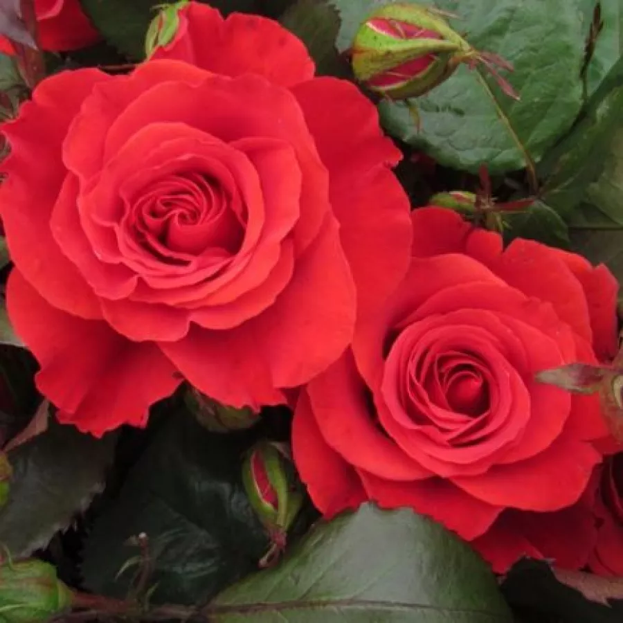 Rosso - Rosa - Best Dad™ - Produzione e vendita on line di rose da giardino