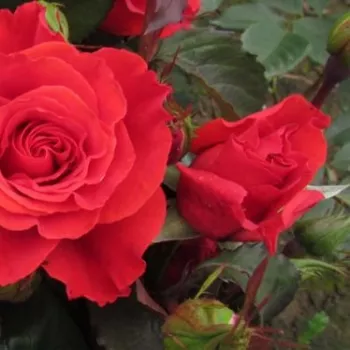Rosa Best Dad™ - roșu - trandafiri pomisor - Trandafir copac cu trunchi înalt – cu flori teahibrid