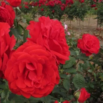 Jarko crvena - hibridna čajevka - ruža diskretnog mirisa - aroma marelice