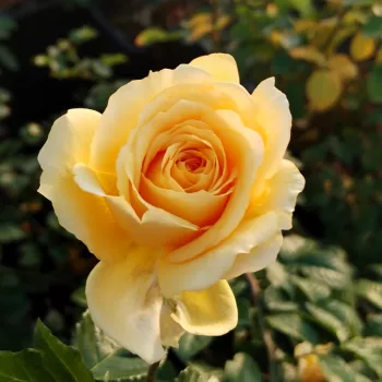 MY DAD – sárga virágágyi floribunda rózsa - Matthews