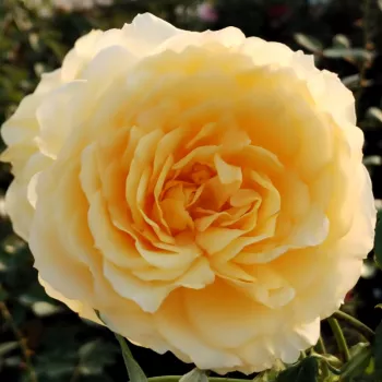 Rózsa rendelés online - sárga - közepes erősségű, jól érezhető illatú rózsa - My Dad - virágágyi floribunda rózsa - (110-150 cm)