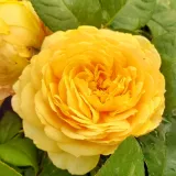 Ruža floribunda za gredice - ruža diskretnog mirisa - mošusna aroma - sadnice ruža - proizvodnja i prodaja sadnica - Rosa My Dad - žuta