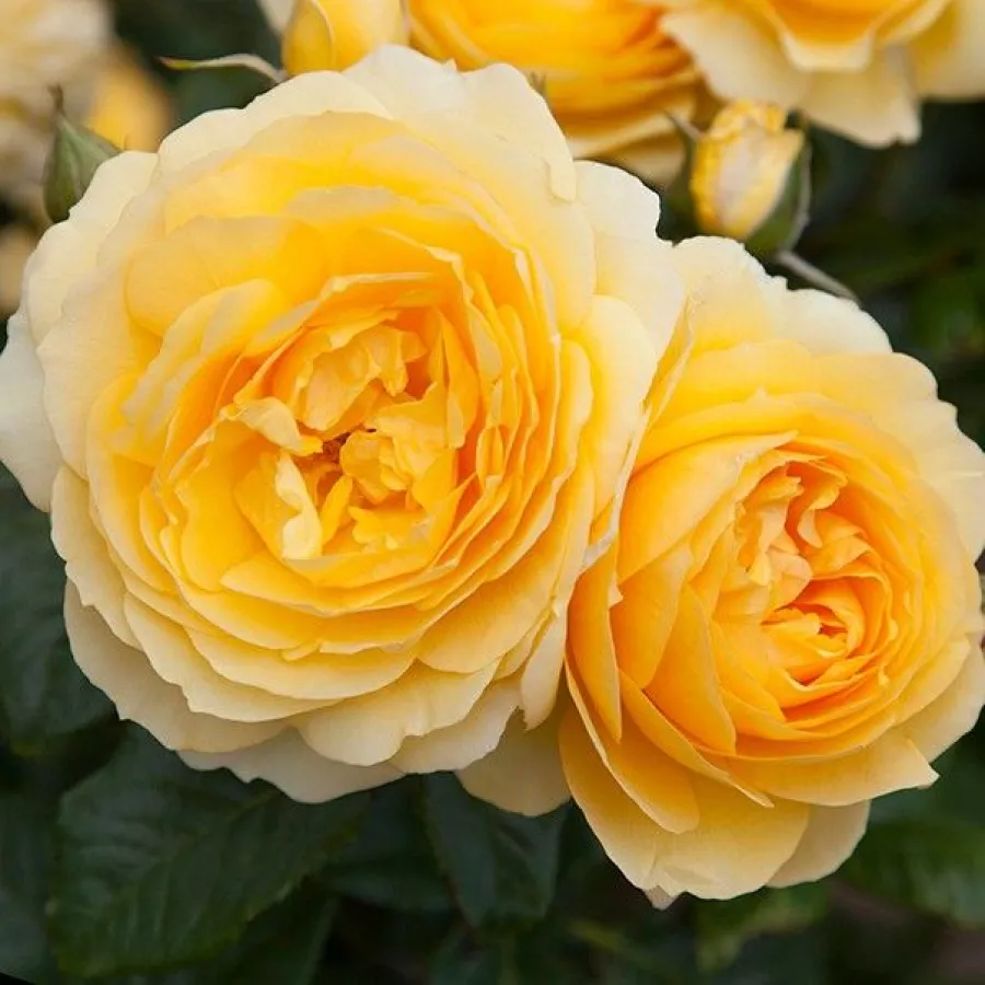 Ruža floribunda za gredice - Ruža - My Dad - naručivanje i isporuka ruža