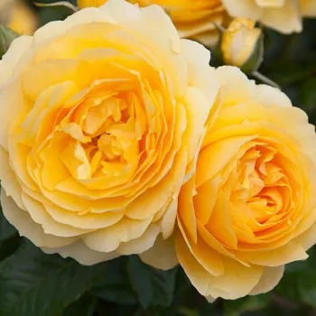Rosa My Dad - żółty - róża rabatowa floribunda