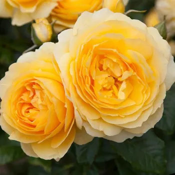 Sárga - virágágyi floribunda rózsa - diszkrét illatú rózsa - pézsmás aromájú