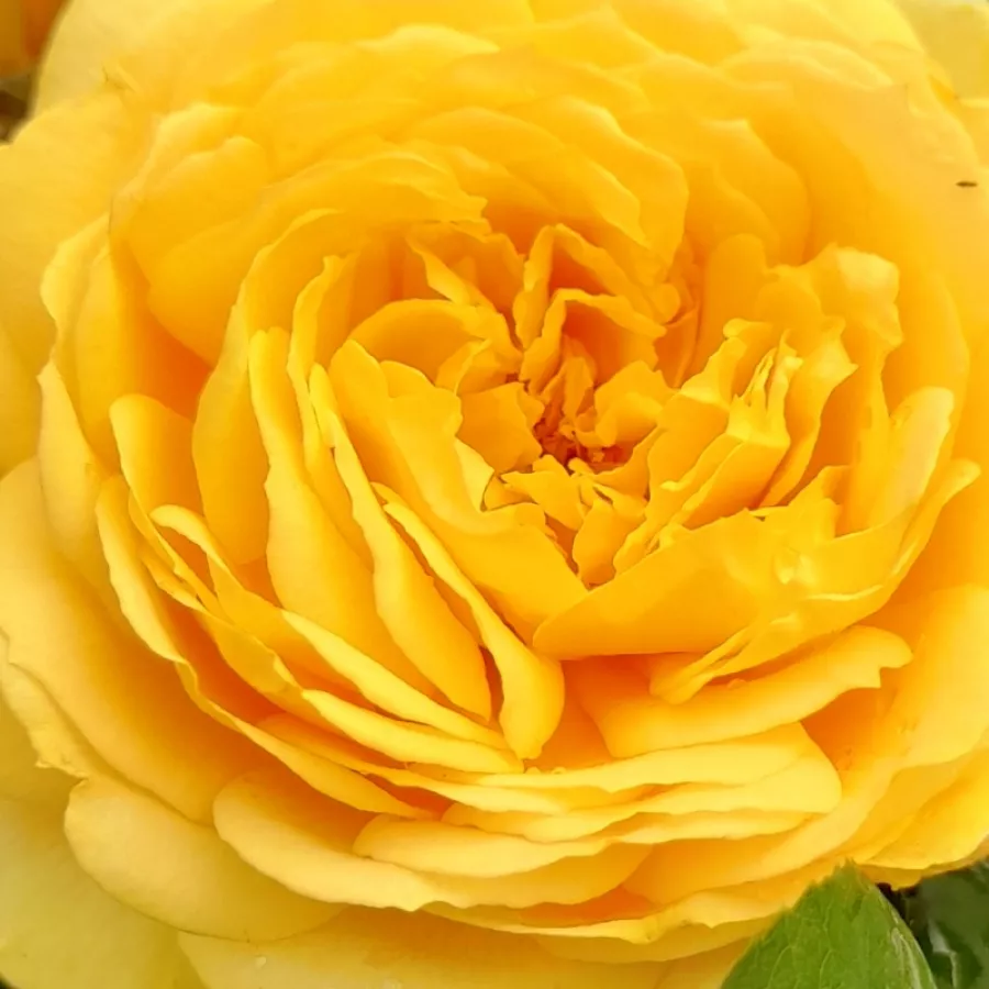 Bob Matthews - Róża - My Dad - sadzonki róż sklep internetowy - online