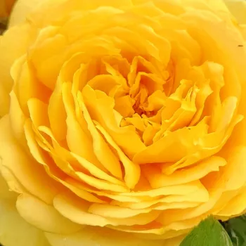 Sklep internetowy róż - róża rabatowa floribunda - róża o dyskretnym zapachu - zapach piżmowy - My Dad - żółty - (80-90 cm)