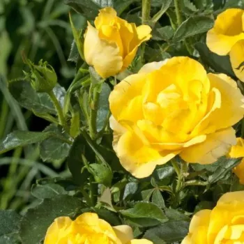 RIBONA – sárga virágágyi floribunda rózsa - pharmaROSA®