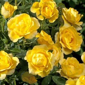 Egyöntetű, élénk napsárga árnyalat, meleg tónusú felülettel. - virágágyi floribunda rózsa - közepes erősségű, jól érezhető illatú rózsa - friss, gyümölcsös karakterű
