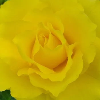 Rózsák webáruháza. - sárga - közepes erősségű, jól érezhető illatú rózsa - Ribona - virágágyi floribunda rózsa - (70-90 cm)