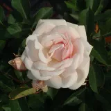 Fehér - virágágyi polianta rózsa - Online rózsa vásárlás - Rosa Marie Pavié - diszkrét illatú rózsa - kajszibarack aromájú