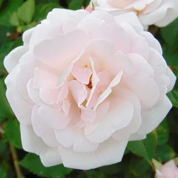 Online rózsa kertészet - fehér - diszkrét illatú rózsa - kajszibarack aromájú - Marie Pavié - virágágyi polianta rózsa - (60-90 cm)