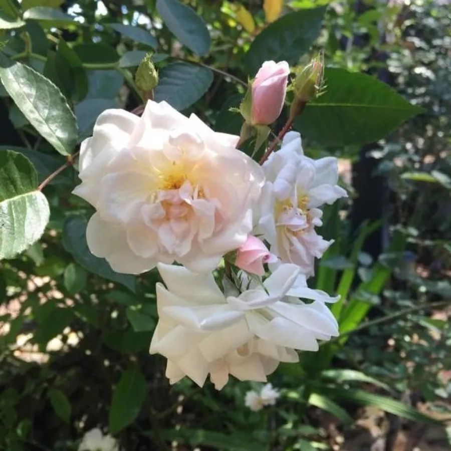 Róża rabatowa polianta - Róża - Marie Pavié - sadzonki róż sklep internetowy - online