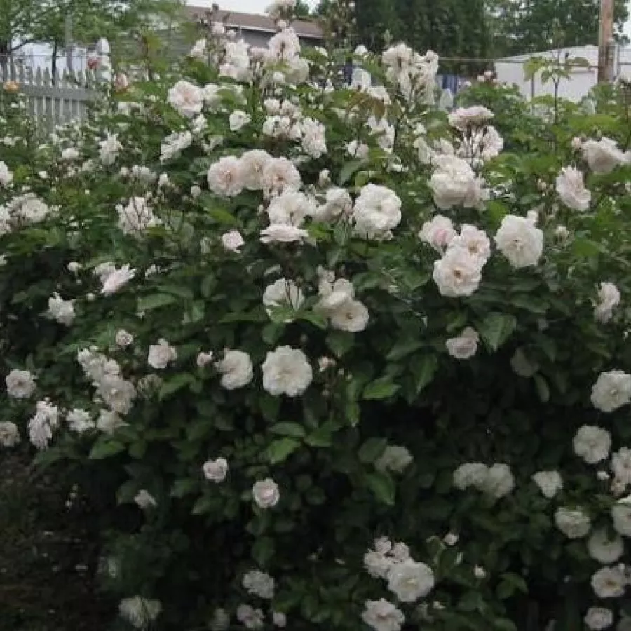 Telt virágú - Rózsa - Marie Pavié - online rózsa vásárlás