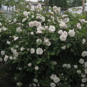 Bijela - ruža polianta za gredice - ruža diskretnog mirisa - aroma marelice