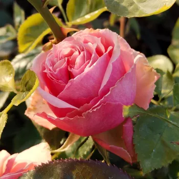 BERKELEY – rózsaszín virágágyi grandiflora rózsa - Warriner