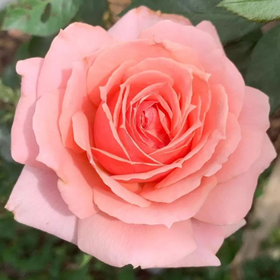 Ruža intenzivnog mirisa - Ruža - Berkeley - sadnice ruža - proizvodnja i prodaja sadnica