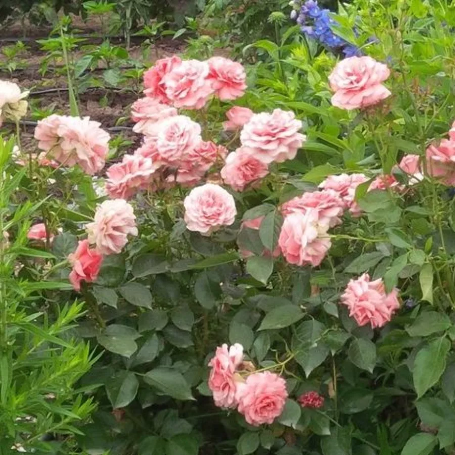 Vrtnica grandiflora - floribunda za cvetlično gredo - Roza - Berkeley - vrtnice online