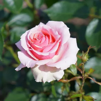 Rosa Berkeley - roza - vrtnica grandiflora - floribunda za cvetlično gredo