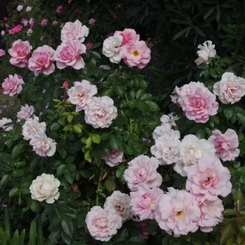 Jasnoróżowy - róża rabatowa grandiflora - floribunda - róża o intensywnym zapachu - damasceński aromat