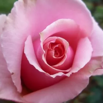 Kupnja ruža online - grandiflora - floribunda ruža za gredice - ruža intenzivnog mirisa - damaščanska aroma - Berkeley - ružičasta - (60-120 cm)