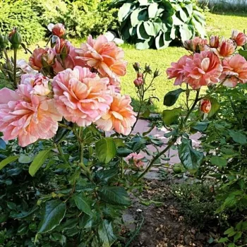 A szirmok alapja élénk lazacnarancs, melyet aranysárga csíkok mozgalmasan tarkítanak. - virágágyi floribunda rózsa - enyhe, visszafogott illatú rózsa - friss, gyümölcsös karakterű