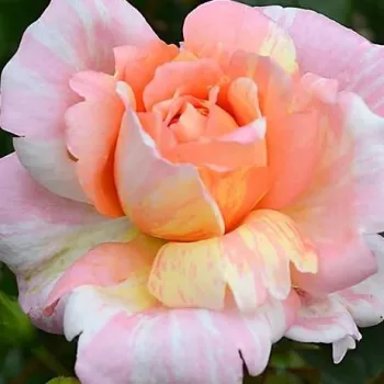 Rózsa rendelés online - narancs -sárga - enyhe, visszafogott illatú rózsa - La Rose des Impressionnistes - virágágyi floribunda rózsa - (60-85 cm)