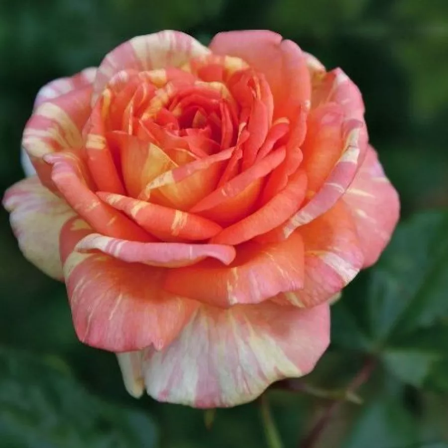 Różowo-żółty - Róża - La Rose des Impressionnistes - róże sklep internetowy