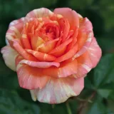 Vrtnica grandiflora - floribunda za cvetlično gredo - intenziven vonj vrtnice - - - vrtnice online - Rosa La Rose des Impressionnistes - roza-rumena