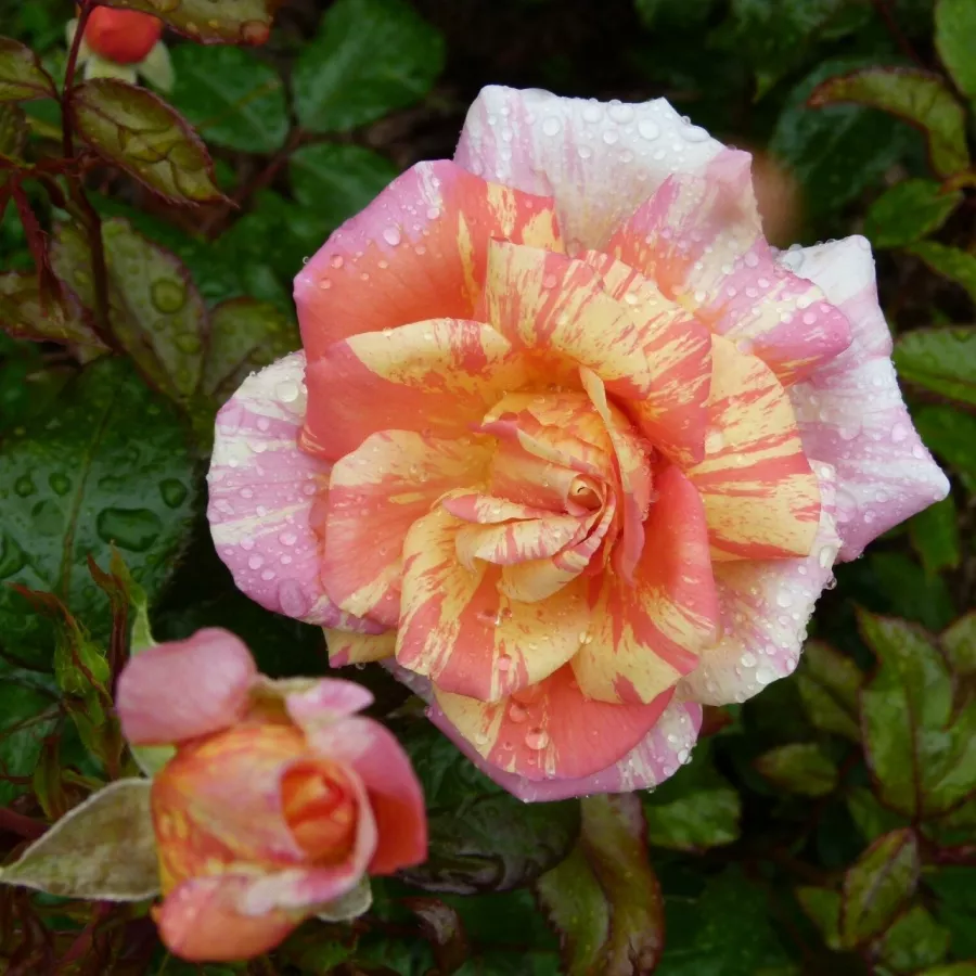 Róża rabatowa grandiflora - floribunda - Róża - La Rose des Impressionnistes - róże sklep internetowy