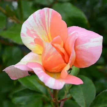 Rosa La Rose des Impressionnistes - ružičasto - žuta - grandiflora - floribunda ruža za gredice