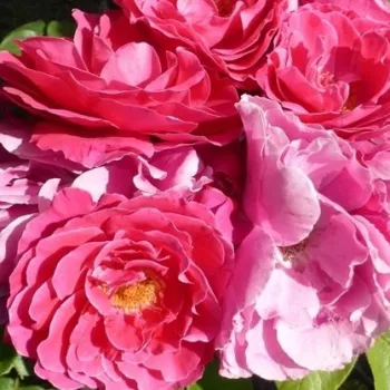 Rózsa rendelés online - rózsaszín - virágágyi floribunda rózsa - Akaroa - diszkrét illatú rózsa - fűszer aromájú - (70-80 cm)