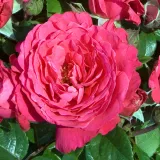 Virágágyi floribunda rózsa - rózsaszín - diszkrét illatú rózsa - fűszer aromájú - Rosa Akaroa - Online rózsa rendelés