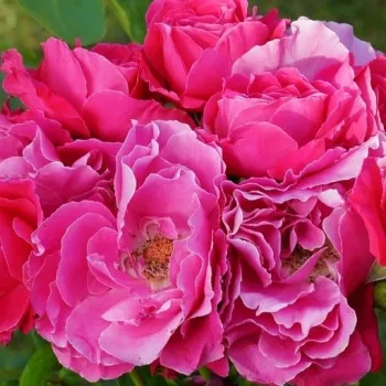 Rosa Akaroa - rózsaszín - as